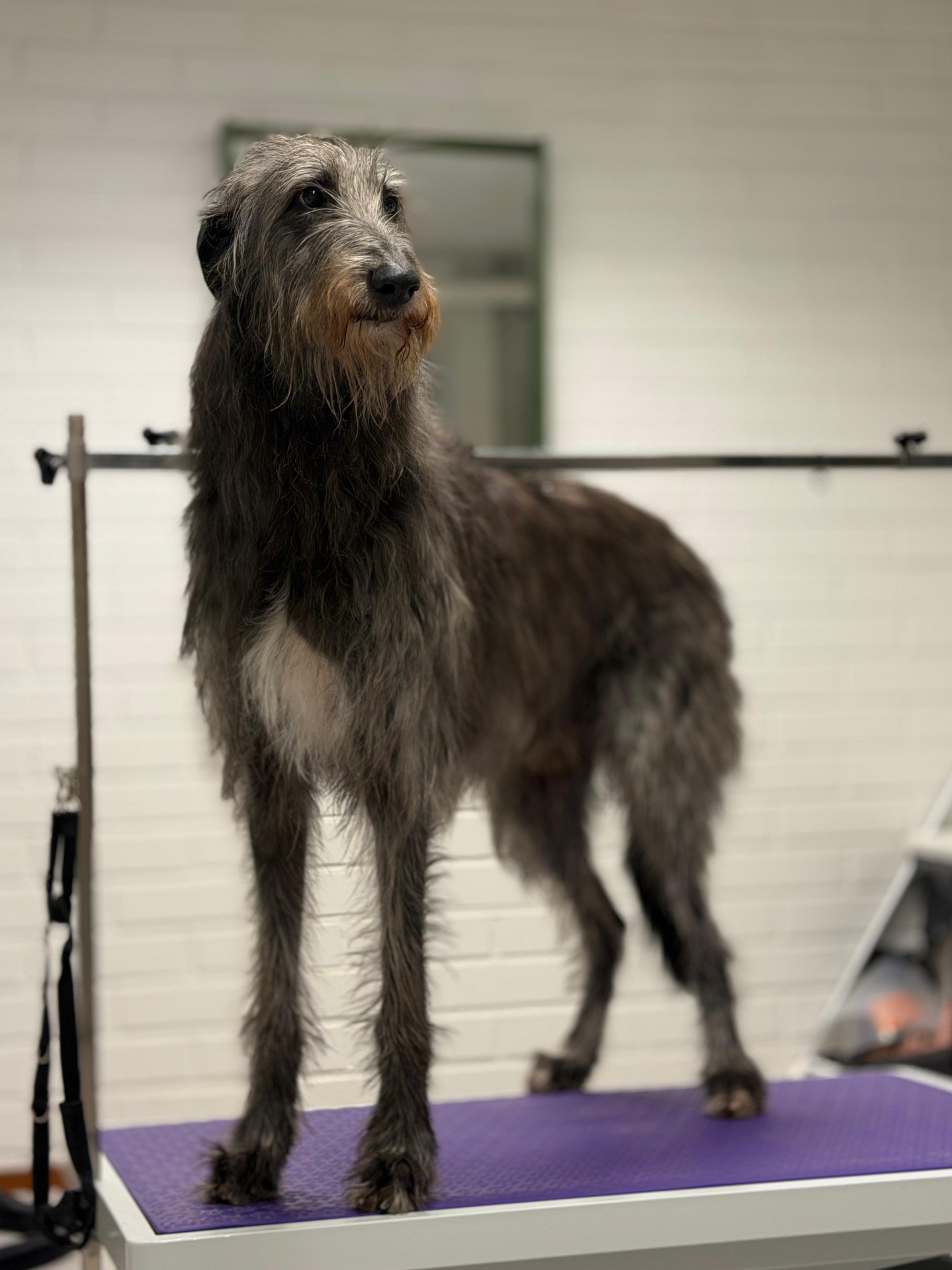 Skotlanninhirvikoira trimmaamossa