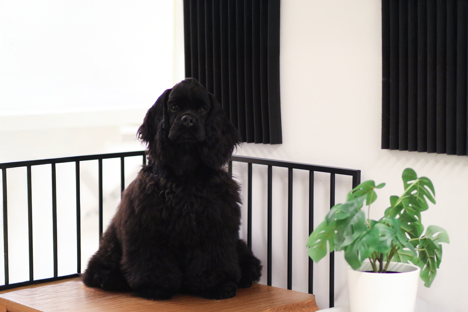 Trimmaaja työssään