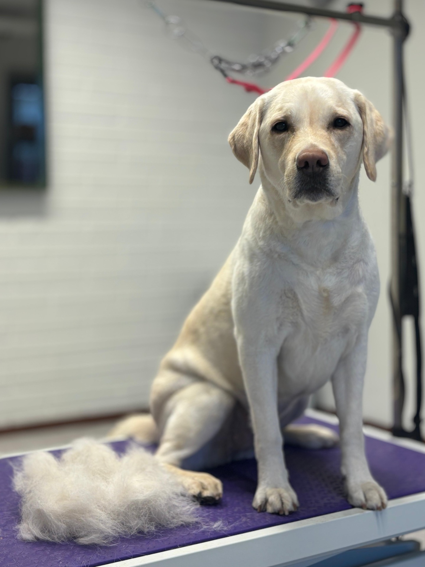 Trimmaamo D'tails sisätilat